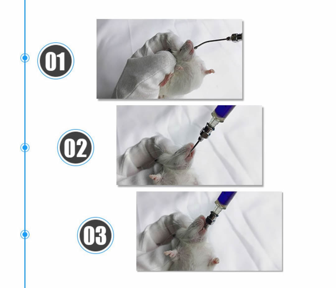 Instructions for using mouse feeding needle