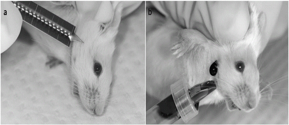 Submandibular vein blood sampling